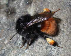 Bombus alpinus