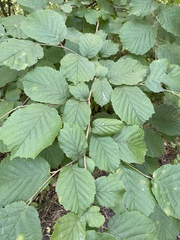 Corylus avellana