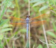 Libellula jesseana