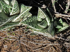 Gonialoe variegata
