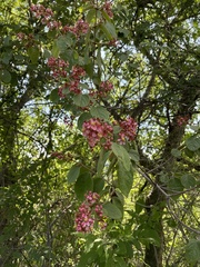 Malpighia mexicana