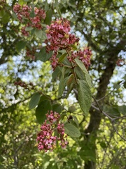 Malpighia mexicana