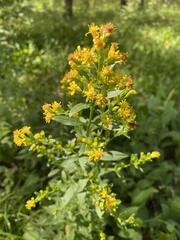 Solidago virgaurea