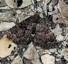 Metalectra miserulata