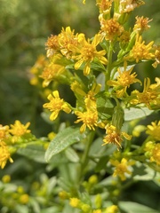 Solidago virgaurea