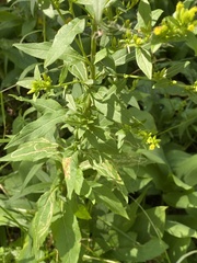 Solidago virgaurea