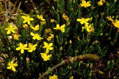 Hypericum costaricense