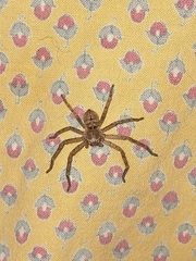 Polybetes rapidus
