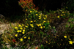 Hypericum costaricense