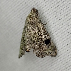 Abablemma brimleyana