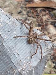 Polybetes rapidus