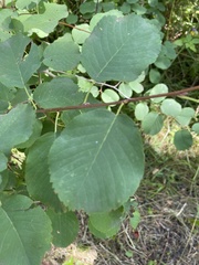 Amelanchier alnifolia