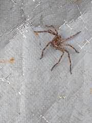 Polybetes rapidus