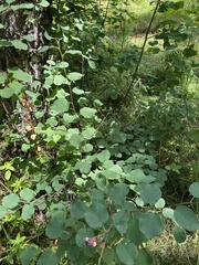 Amelanchier alnifolia