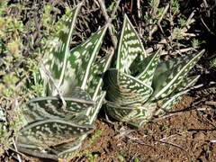 Gonialoe variegata