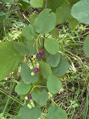 Amelanchier alnifolia