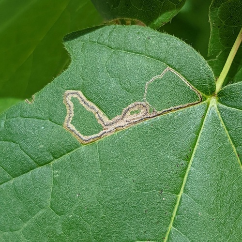 Glaucolepis saccharella photo 5