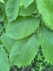 Ulmus glabra