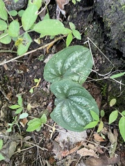 Dioscorea morelosana