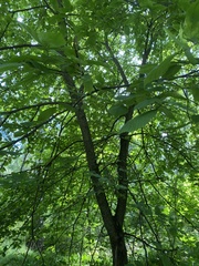 Ulmus glabra