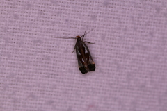 Dichomeris ochripalpella