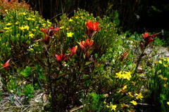 Castilleja irasuensis