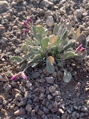 Astragalus calycosus monophyllidius