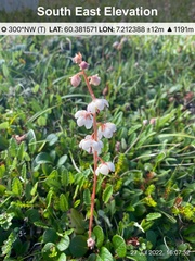 Pyrola rotundifolia norvegica