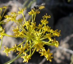 Bilacunaria boissieri