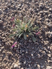 Astragalus calycosus monophyllidius