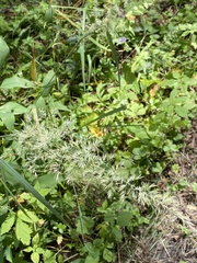Calamagrostis epigejos
