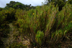 Chusquea tessellata