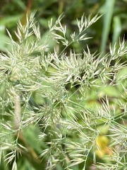 Calamagrostis epigejos