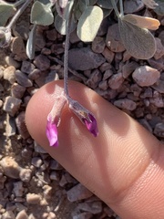 Astragalus calycosus monophyllidius