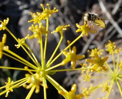 Bilacunaria boissieri
