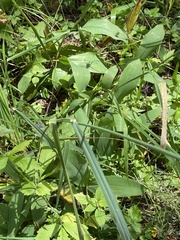 Calamagrostis epigejos