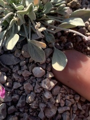 Astragalus calycosus monophyllidius