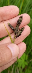Carex atrata