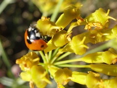 Bilacunaria boissieri