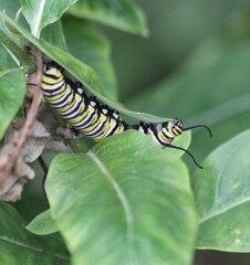 Danaus plexippus