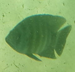 Heterotilapia buettikoferi
