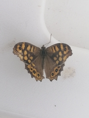 Pararge aegeria aegeria