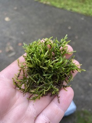 Entodon cladorrhizans