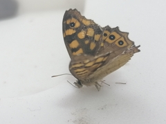 Pararge aegeria aegeria