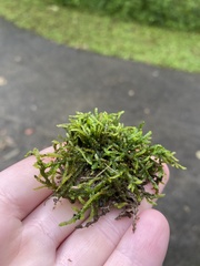 Entodon cladorrhizans