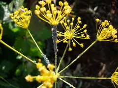 Bilacunaria boissieri