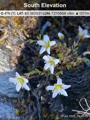 Arenaria norvegica
