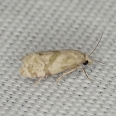 Platphalonidia magdalenae