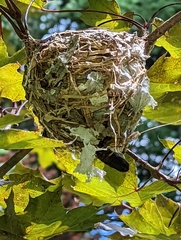 Vireo solitarius
