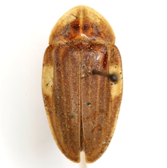 Aspisoma ignitum